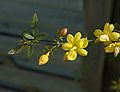 Jasminum mesnyi Hance