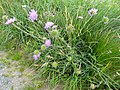 Knautia (Witwenblumen)