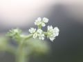 Krubera peregrina <small>(L.) Lowe</small>