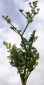 ausgewachsene Pflanze, Urheber/Quelle/Lizenz: KAZI TANI Choukry, wiktrop.org, CC BY 4.0