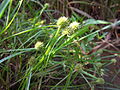 Kyllinga brevifolia <small>Rottb.</small>