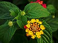 Lantana camara L.</small>