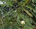 Leucaena leucocephala subsp. leucocephala (Lam.) de Wit