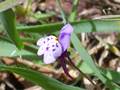 Linaria amethystea (pt: Esporas-bravas)