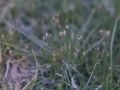 Littorella uniflora (Europäischer Strandling)