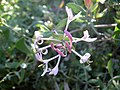 Lonicera (Heckenkirschen, Geißblätter)