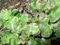 Lunularia cruciata (Mondbechermoos)