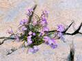 Malcolmia littorea (Strand-Meerviole)