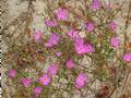 Malcolmia triloba