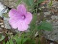 Malva longiflora <small>(Boiss. & Reut.) Soldano, Banfi & Galasso</small>