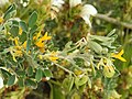 Medicago arborea L.</small>