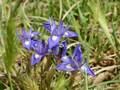 Moraea sisyrinchium (Mittags-Schwertlilie)