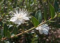 Myrtus communis L.</small>