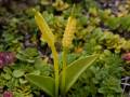 Ophioglossum azoricum