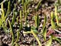 Ophioglossum lusitanicum subsp. lusitanicum