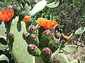 Opuntia ficus-indica (L.) MilL.</small>