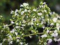 Origanum vulgare L.</small>