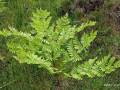 Osmunda regalis (Königsfarm)