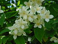 Philadelphus coronarius L.