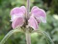 Phlomis purpurea (Purpurrotes Brandkraut)