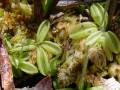 Pinguicula lusitanica