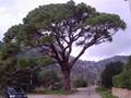 Pinus pinea (Pinie)