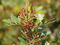 Pistacia lentiscus <small>L.</small>