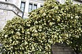 Pittosporum tobira W.T.Aiton