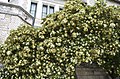 Pittosporum tobira W.T.Aiton