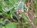 Plantago lagopus (Hasenfuß-Wegerich)