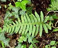 Polypodium interjectum (mittlerer Tüpfelfarn)