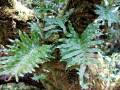 Polypodium macaronesicum subsp. azoricum