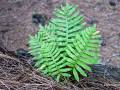 Polypodium macaronesicum subsp. macaronesicum