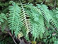 Polypodium vulgare (Gewöhnlicher Tüpfelfarn)