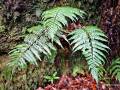 Polystichum drepanum