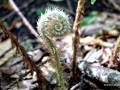 Polystichum setiferum