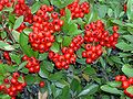 Pyracantha coccinea M.Roem.