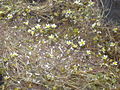 Ranunculus ololeucos (Reinweißer Wasserhahnenfuß)