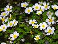 Ranunculus peltatus (Schild-Wasserhahnenfuß)