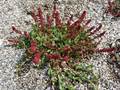 Rumex bucephalophorus (Stierkopf-Ampfer)