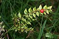 Ruscus aculeatus L.