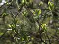 Salix atrocinerea <small>Brot.</small>