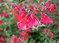 Salvia microphylla <small>Knuth</small>