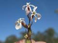 Silene gallica <small>L.</small>