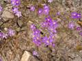 Spergularia purpurea <small>(Pers.) G.Don</small>