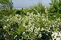 Spiraea cantoniensis <small>Lour.</small>