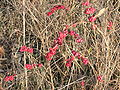 Symphoricarpos x chenaultii <small>Rehd.</small>