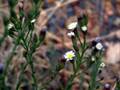 Symphyotrichum subulatum <small>(Michx.) G.L.Nesom</small>