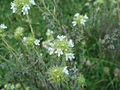 Thymus mastichina L.