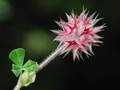 Trifolium stellatum (Stern-Klee)